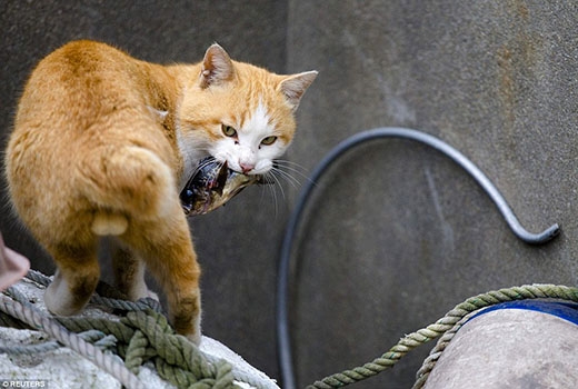 
	
	Một con mèo đang tận hưởng “bữa tiệc” của mình với món cá.